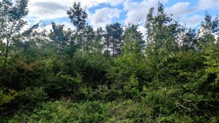 Gesunder Wald mit guten Selbstheilungskräften (Foto: Unser Würmtal)