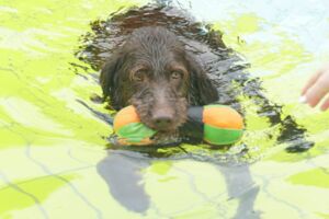 (Foto: Förderverein Sommerbad Gauting)