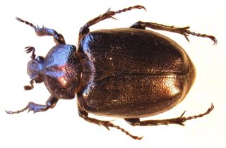 Eremit-Käfer (Weibchen) werden bis knapp vier Zentimeter groß (Foto: Wikipedia)