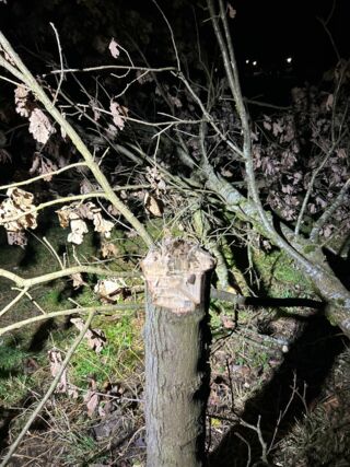 Bild 2: Stumpf des abgehackten Baumes (Foto: Polizei Gauting)