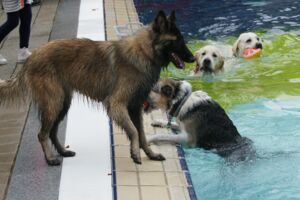 (Foto: Förderverein Sommerbad Gauting)