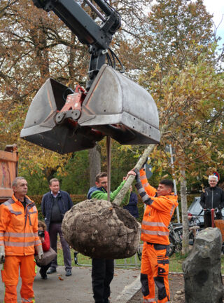 ... danach die Eiche gesetzt. (Foto: Kunstkreis Gräfelfing)