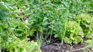 Zwischen dem Hochgemüse wie Tomaten und Bohnen wächst der Salat und ist auch Platz für Lauchzwiebeln. So wird der Platz optimal genutzt. (Foto: Ulrike Seiffert/Unser Würmtal)