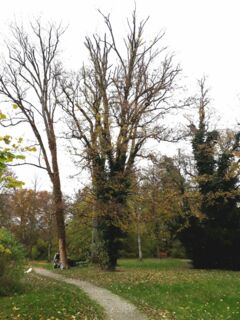 Eschen im Gautinger Schlosspark müssen wegen Eschentriebsterben gefällt werden (Foto: Gemeinde Gauting)