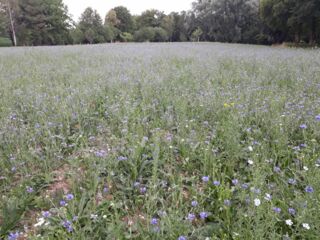 Die blühende Streuobstwiese im Grubmühlerfed bei Gauting (Foto: Gemeinde Gauting)