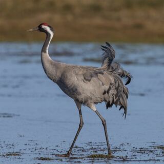 Kranich / Grus grus (Foto: Andreas Trepte, www.avi-fauna.info)