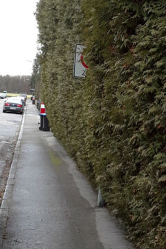 Übermäßig wucherndes Grün kann zum Problem werden (Foto: Gemeinde Gauting)