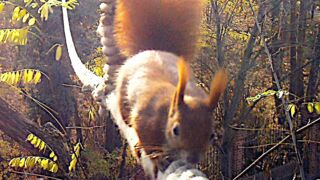 Eichhörnchen auf einer Seilbrücke (Foto: aktion tier – menschen für tiere e.V.)