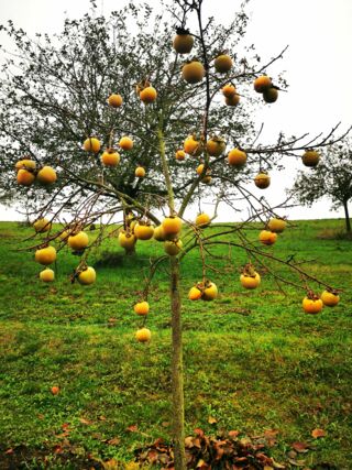 Der Klimawandel verändert die Bedingungen in heimischen Gärten: Exotische Obstsorten wie Kakis profitieren von wärmeren Wintern (Foto: BLGL)