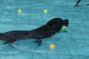 (Foto: Förderverein Sommerbad Gauting)