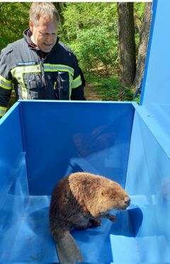 Bieber in der Transport-Box (Foto: Polizei Gauting)