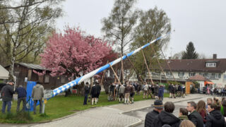 Auch die Maibaambuam Gauting haben ihren Baum auf traditionelle Weise aufgestellt.  (Foto: Carsten Schmitz / Unser Würmtal)