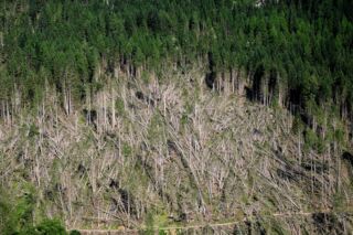 Effekte des globalen Wandels (Foto: Prof. Rupert Seidl / TUM)