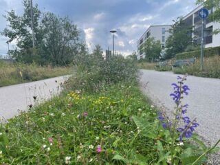 Artenreiches Straßenbegleitgrün in Neuhausen-Nymphenburg (Foto: Hanne Wiesener)