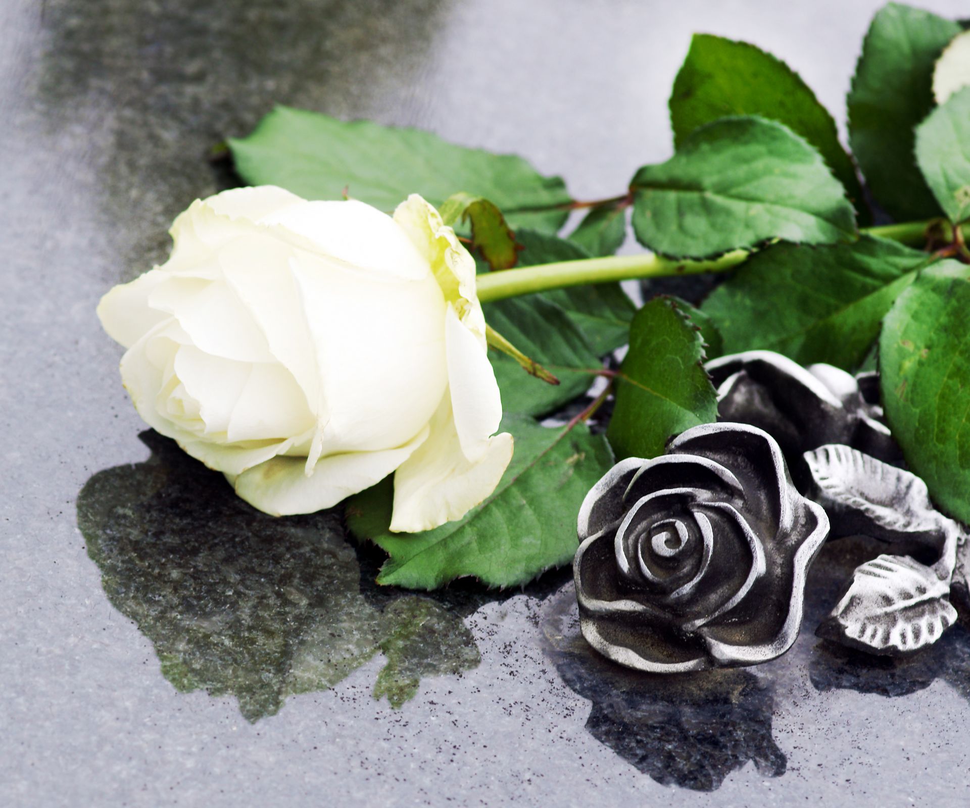 Weiße Rose (Foto: AdobeStock / Johanna Mühlbauer)