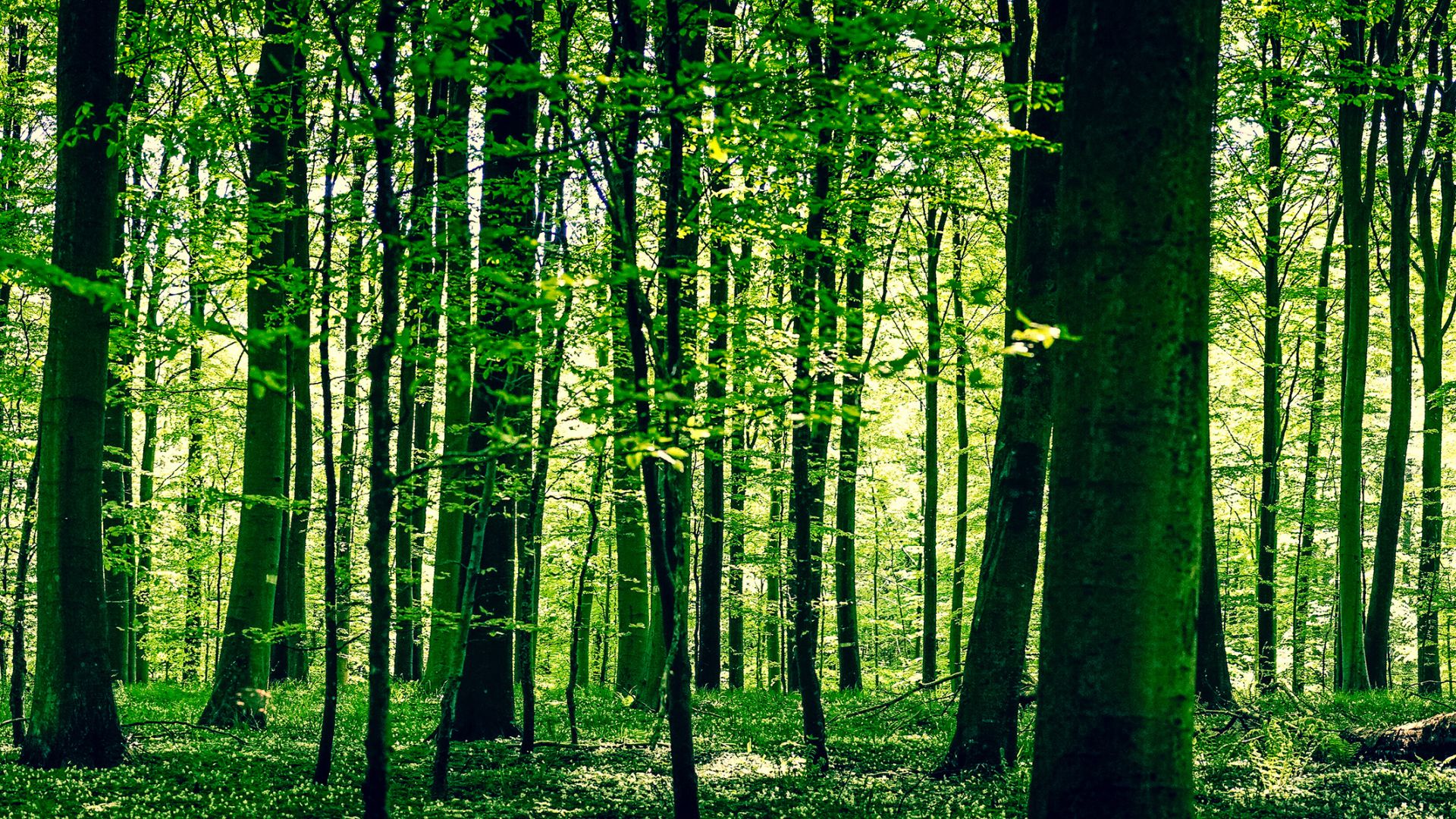 Wald als Ausgleichsfläche