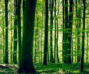 Wald als Ausgleichsfläche