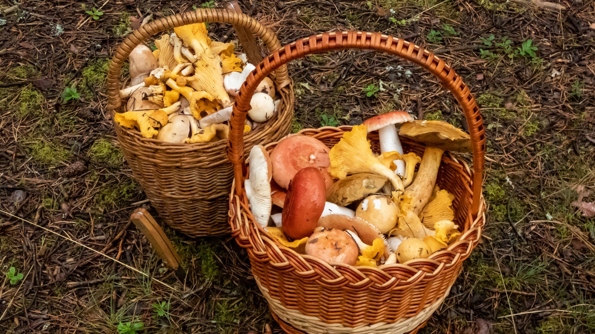 Zum Sammeln von Pilzen sind luftdurchlässige Körbe geeignet. In Plastiktüten können Pilze zu schnell faulen.