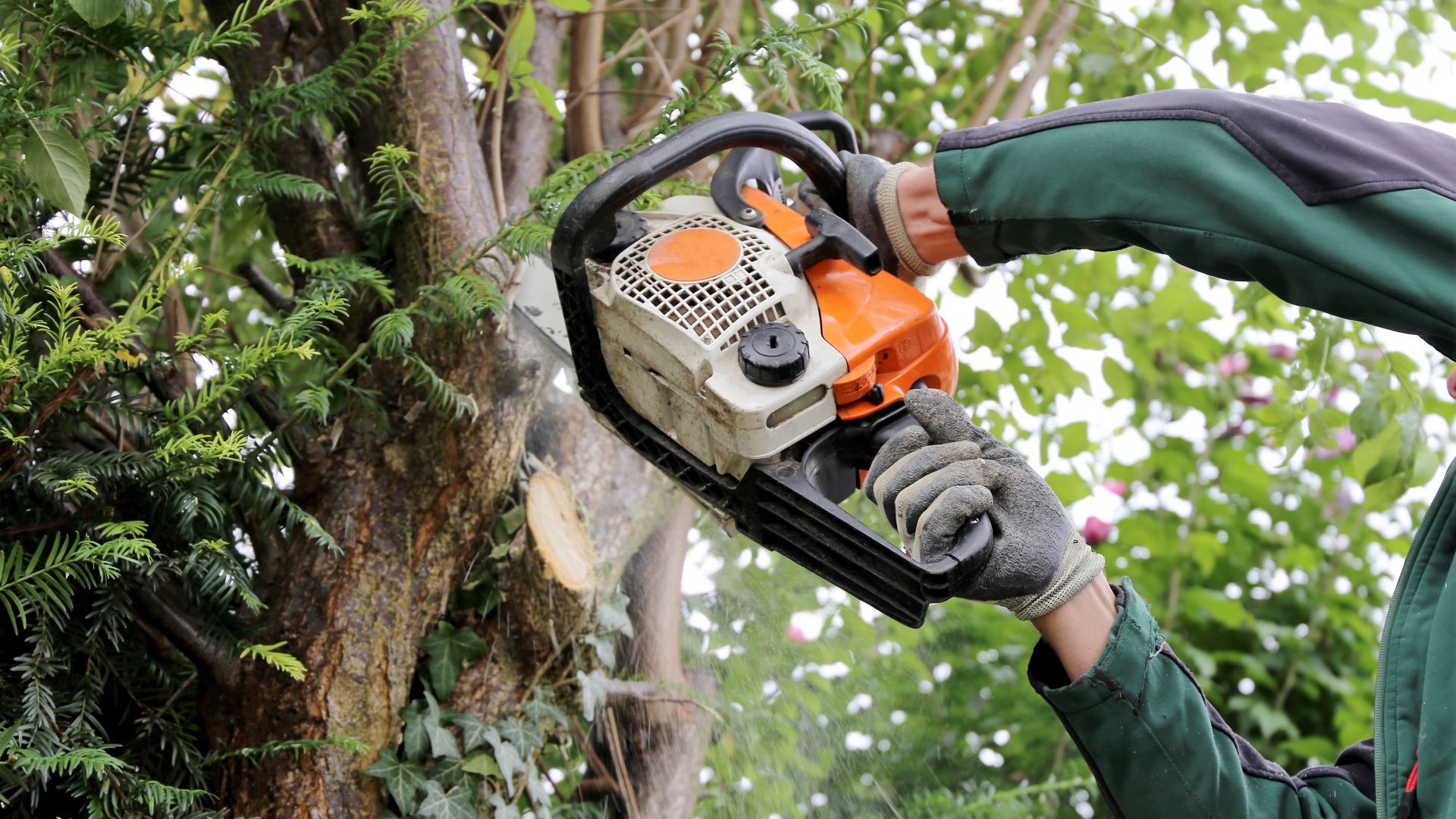 Bäume im Privatgarten dürfen ganzjährig geschnitten oder gefällt werden. Je nach Gemeindesatzung und Umfang der Maßnahme ist dafür aber eine Fällgenehmigung zu beantragen.