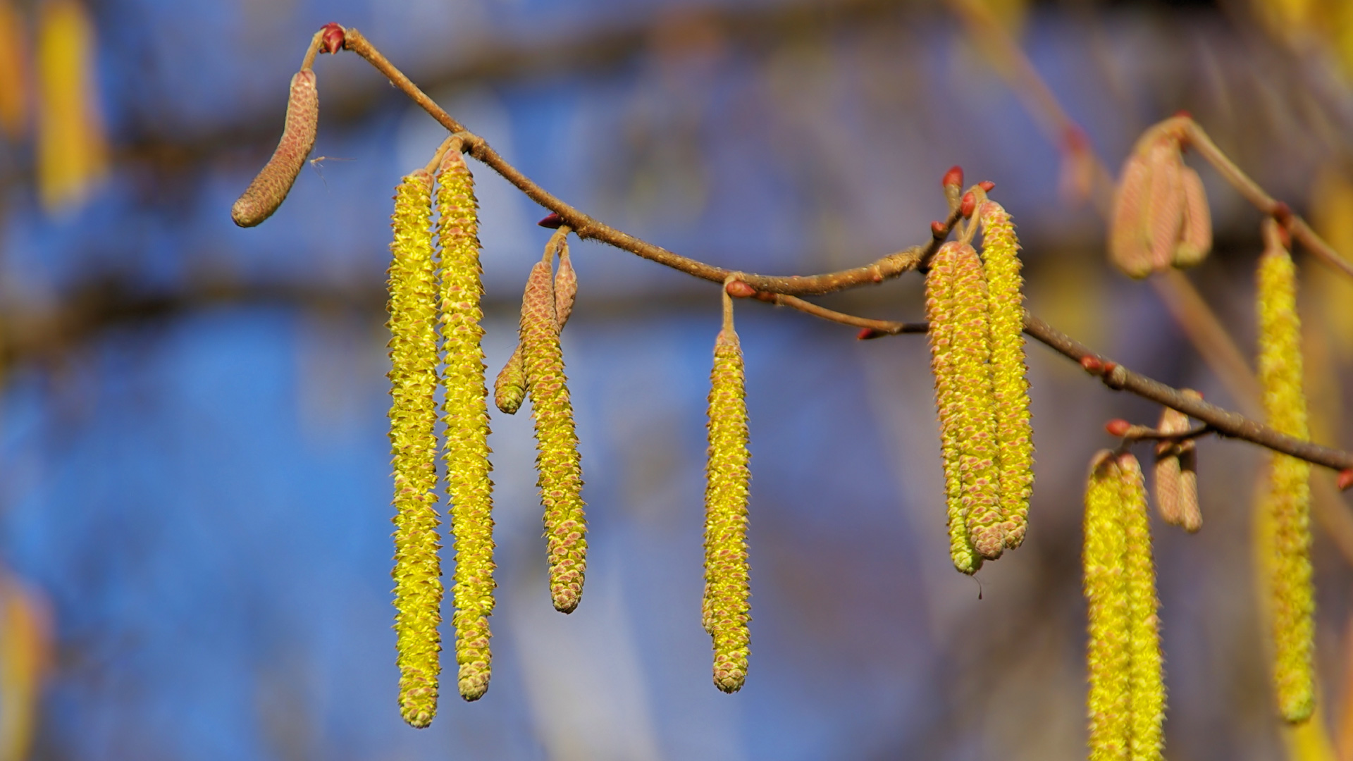 Die Haselblüte wird sich in den kommenden Wochen öffnen und ihre Pollen freisetzen, Bürgerwissenschaftler*innen können ihre Beobachtungen auf dem Baysics-Datenportal eintragen.