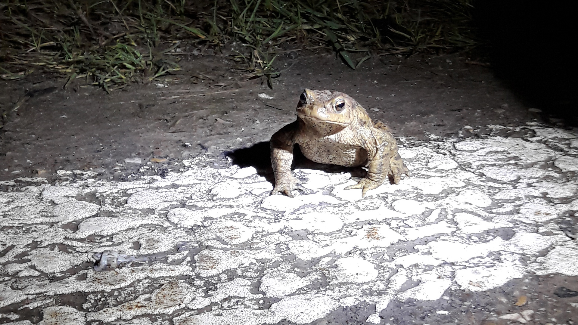 Normalerweise wandern Amphibien weitgehend im Schutz der Dunkelheit.