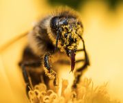 Zum Artikel: Krailling ist bienenfreundlich!