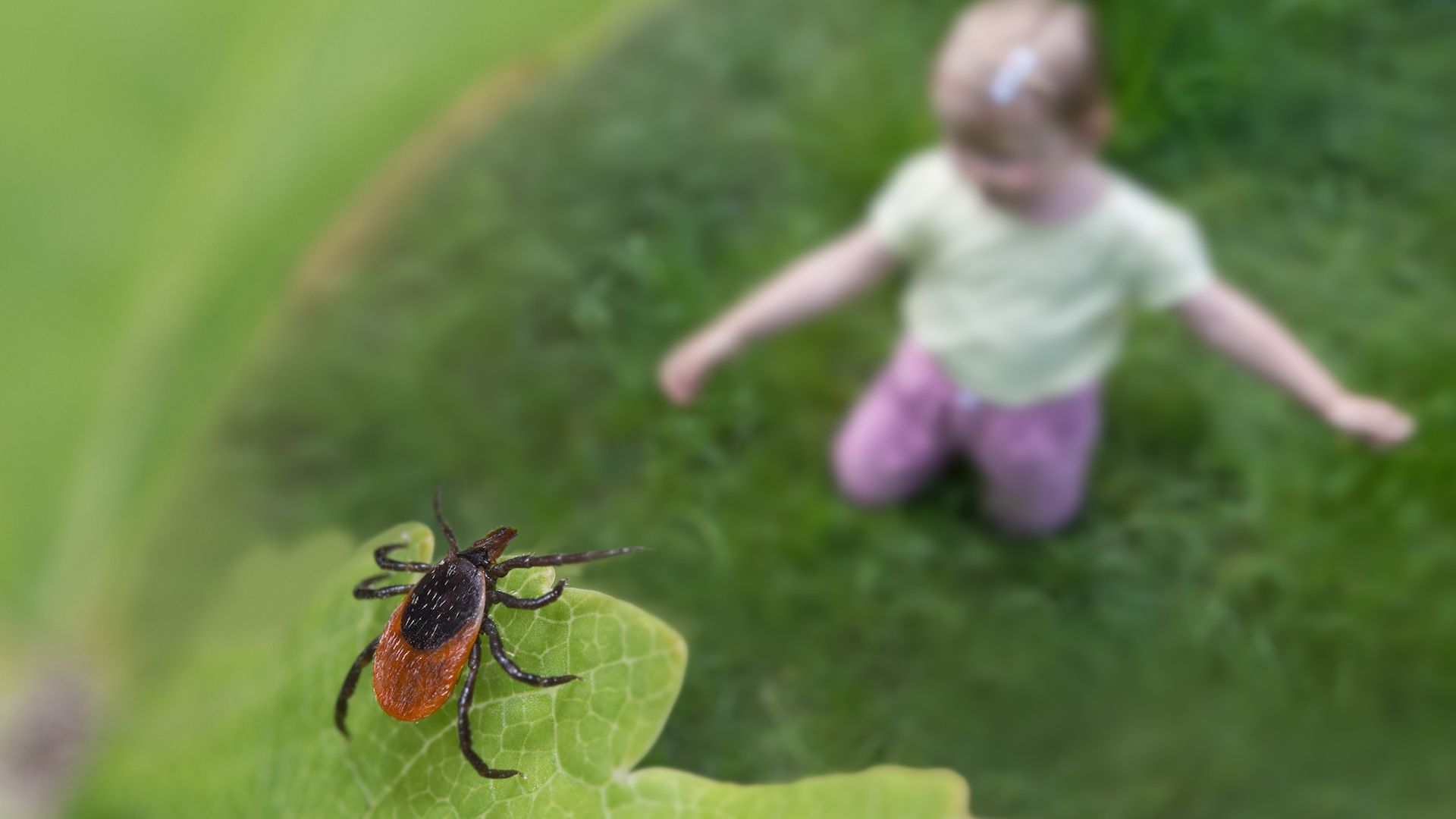 Wie entfernt man die lästigen Krabbeltiere? (Foto: AdobeStock / KPixMining)