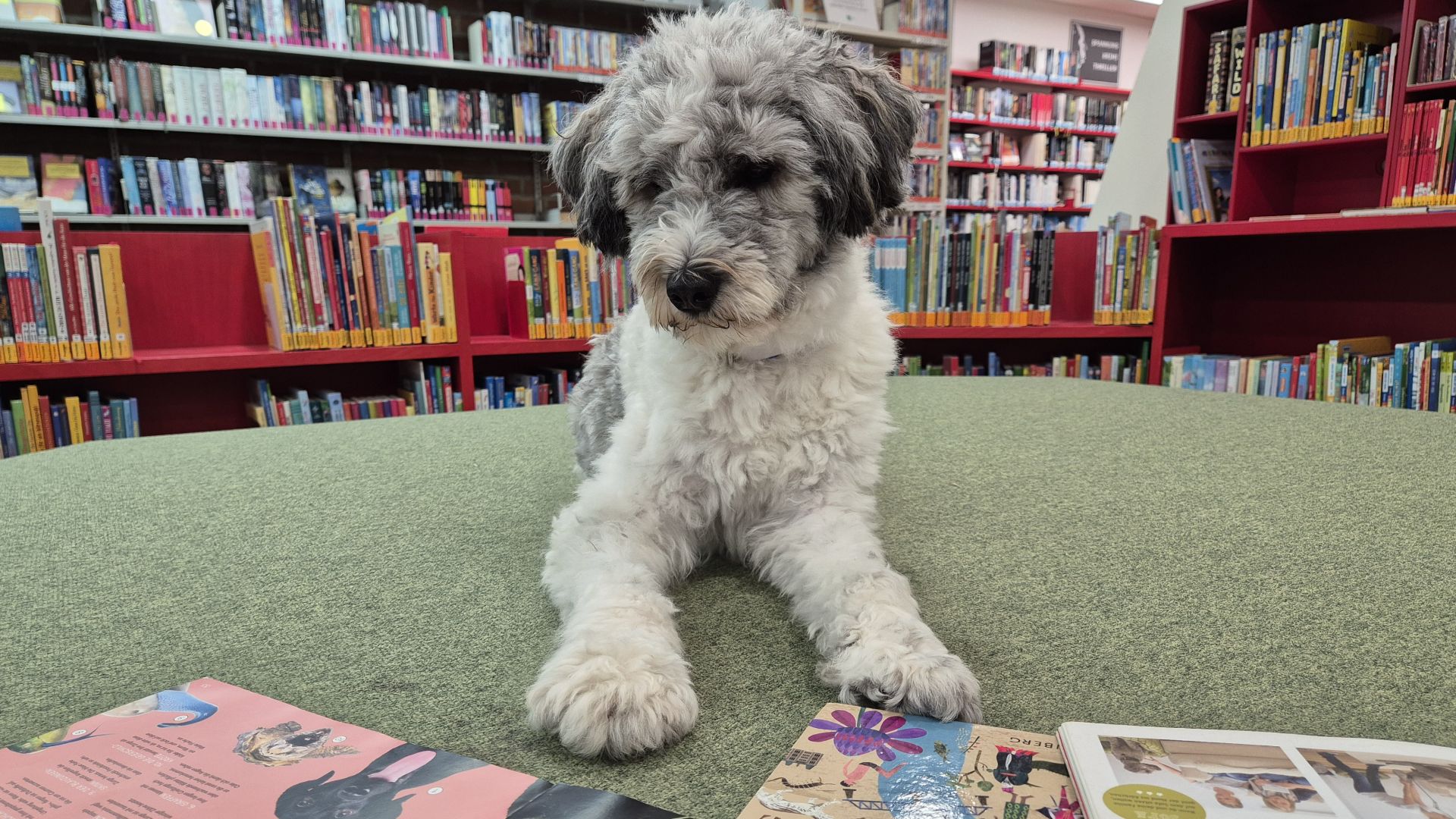 Das neueste Mitglied im Team: Lesehund Enno freut sich auf seine erste Vorlesestunde (Foto: Gemeindebibliothek Gauting)