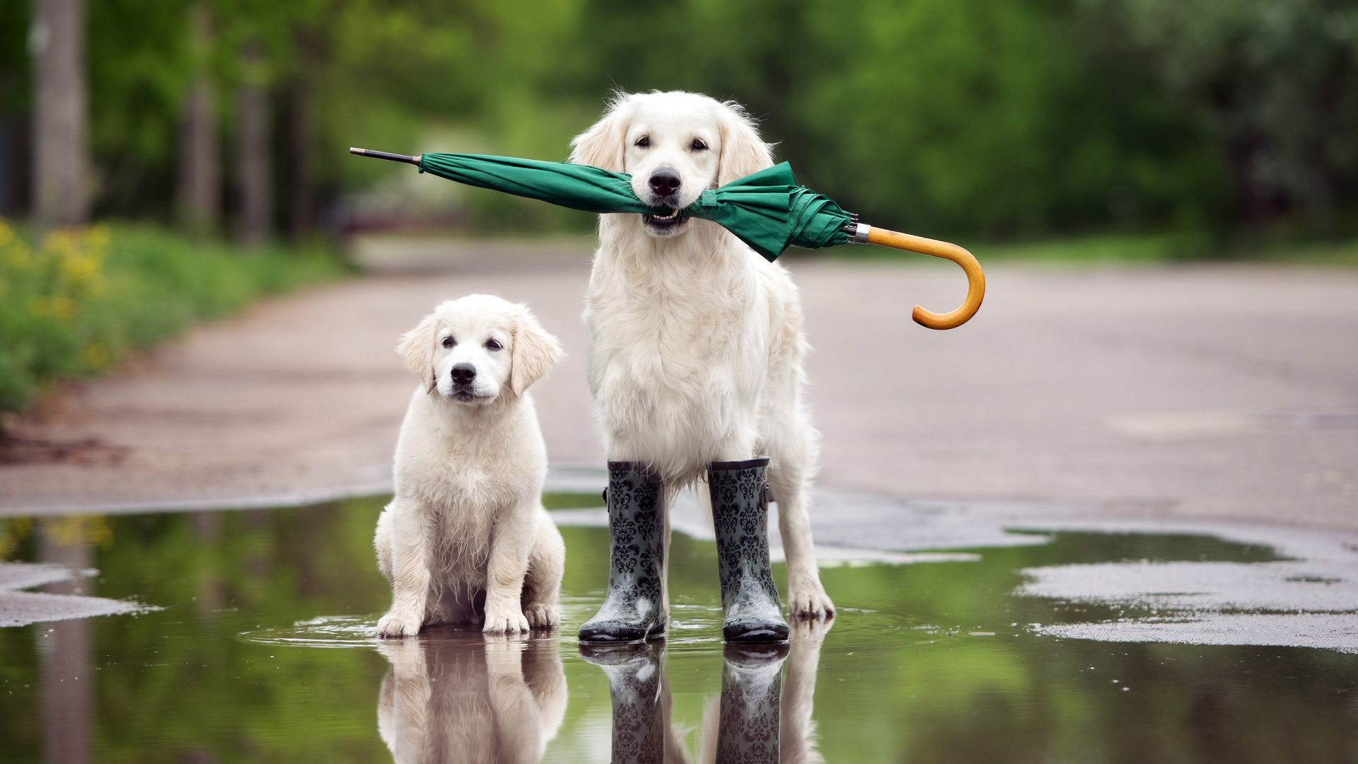 Bedeutung der Regenwahrscheinlichkeit